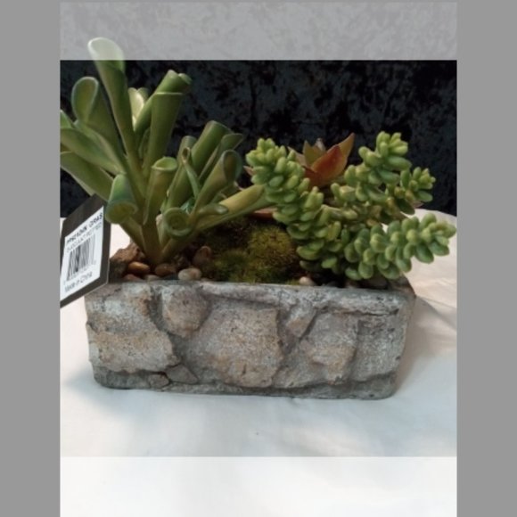 Gold Eagle Succulent Rock Garden - Picture 6 of 9